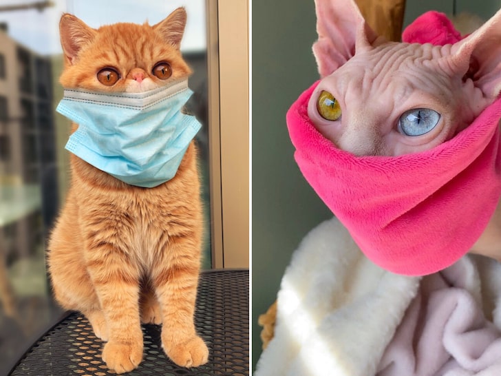 Cats Wearing Masks