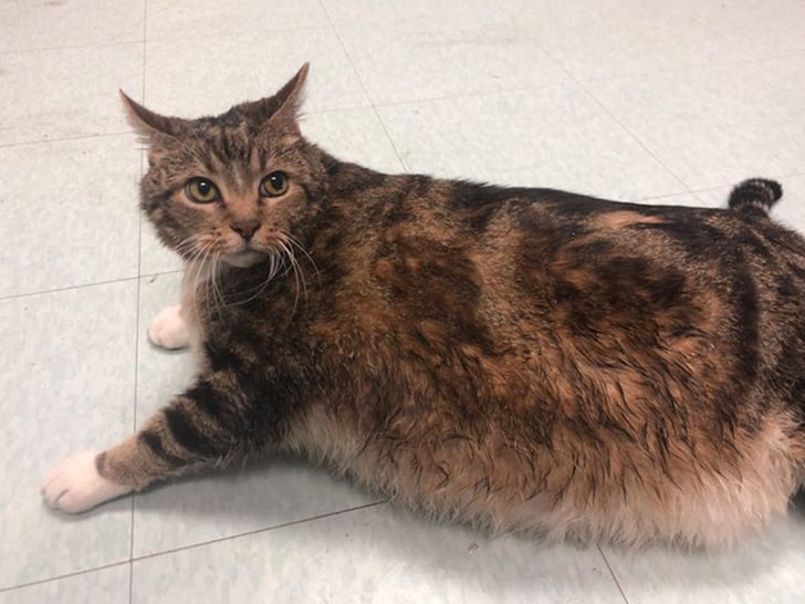Lasagna the Fat Cat Adopted as Stouffer's Sweetens the Pot