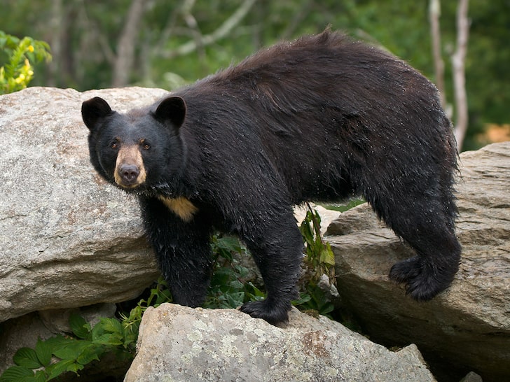 Bear Eats Human Remains in Great Smoky Mountains National Park
