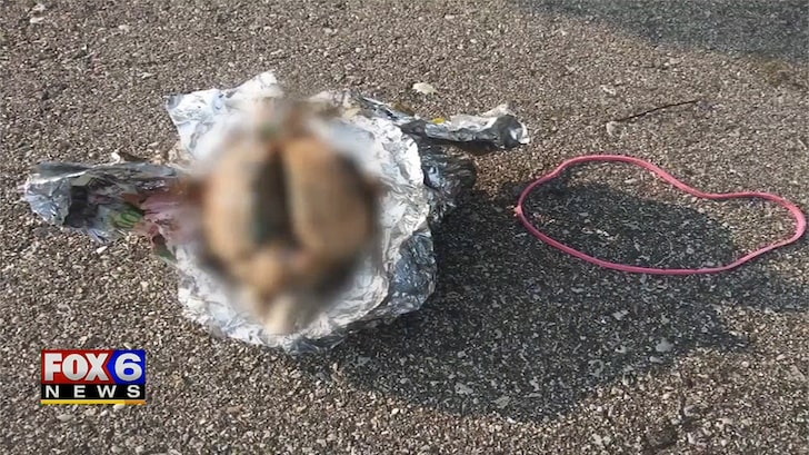 Man Finds Apparent Brain Washed Ashore On Beach