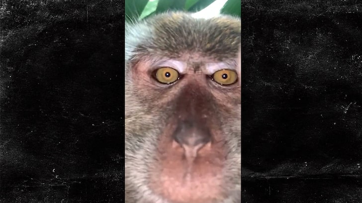 Monkey Steals Man's Phone, Snaps Selfies
