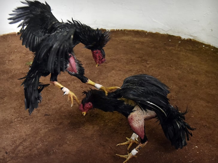 Cockfighting Raid Turns Deadly, Rooster Attacks and Kills Police Officer