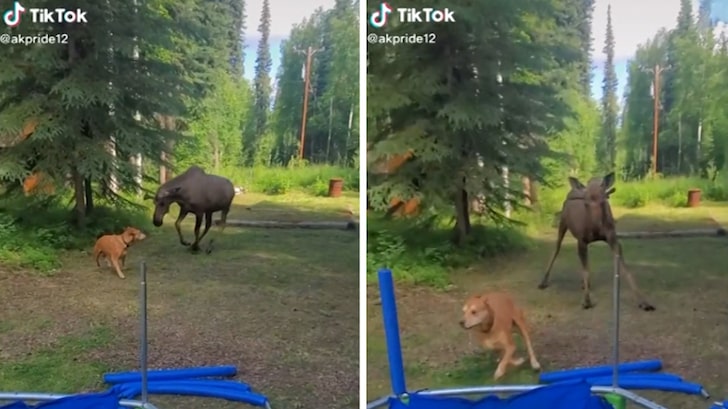 Moose Goes Toe-to-Toe with Chill Dog in Alaska Encounter