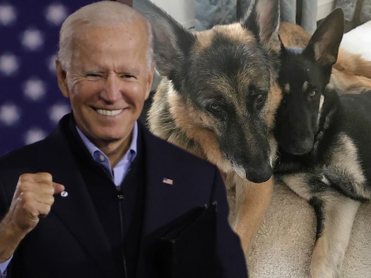 Joe Biden's Family Dogs Get Their Own Twitter Account