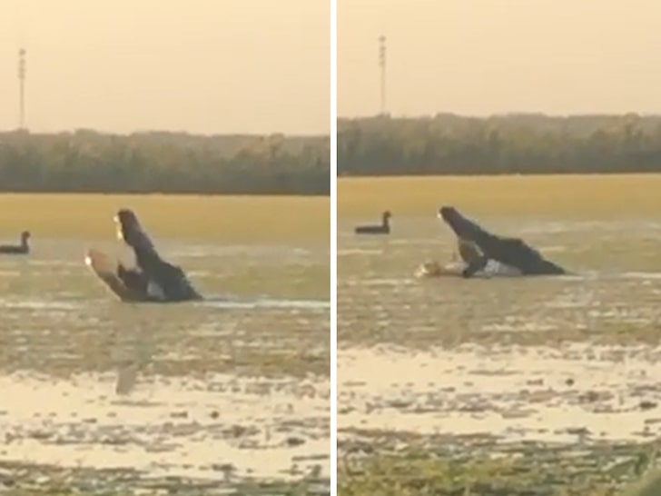 Huge Alligator Eats Duck on Florida Lake, Hunters Lose Out