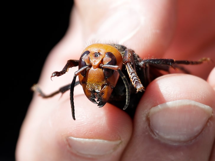 Nearly 200 Queen Murder Hornets Discovered in Destroyed Nest