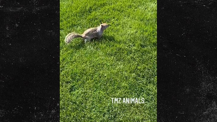 David Spade Auditions for TMZ Photog By Interviewing Squirrel