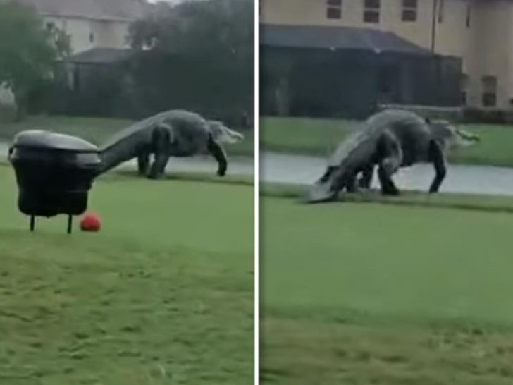 Dinosaur-Sized Gator Interrupts Golf Outing In Florida