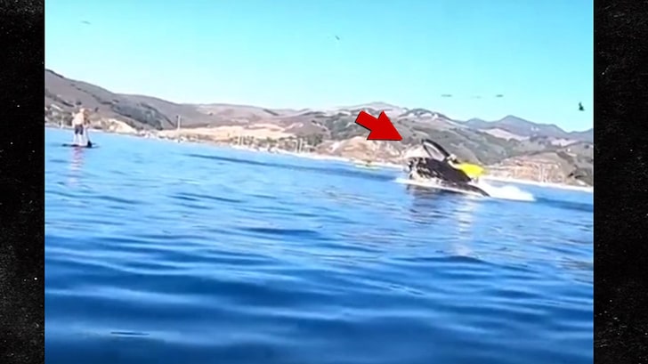 Whale Damn Near Swallows Kayakers in California's Avila Beach