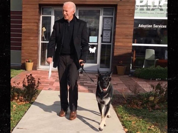 Joe Biden's German Shepherd to Be First Rescue Dog in White House