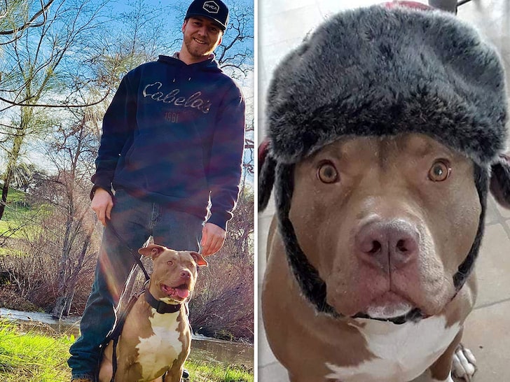 Man Tackles Bear to Save Dog, Pit Bull's Injuries Are Gruesome