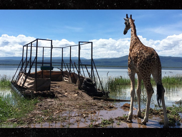 Giraffes Stranded on Island Saved by Floating Rescue Mission
