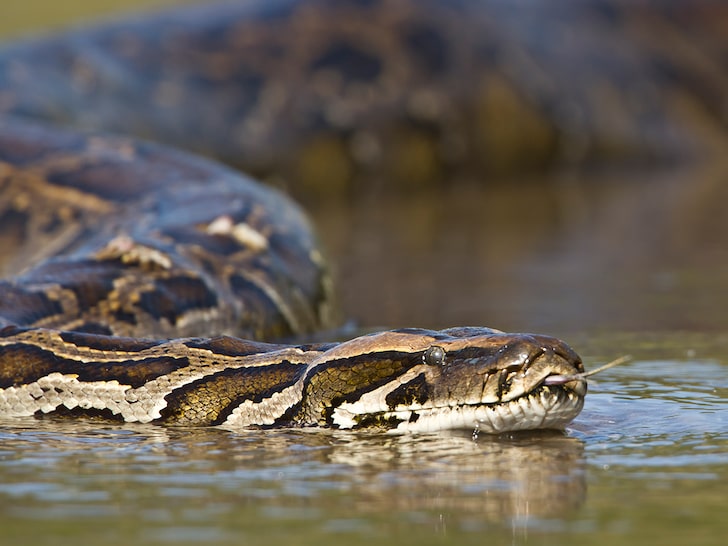 Pythons Could Be on Restaurant Menus in Florida