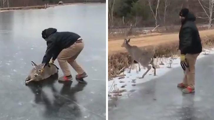 Man Saves Deer Stranded in Frozen Reservoir, Rescue on Video