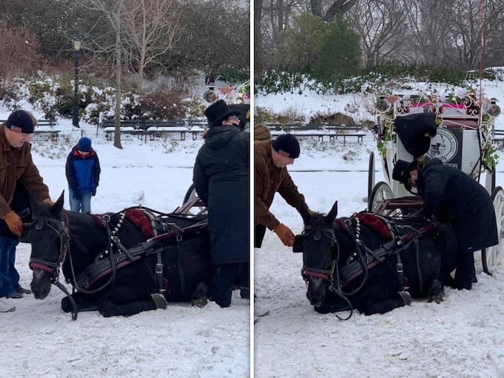 NYC Horse Collapses on Icy Road During Carriage Ride, Forced to Continue