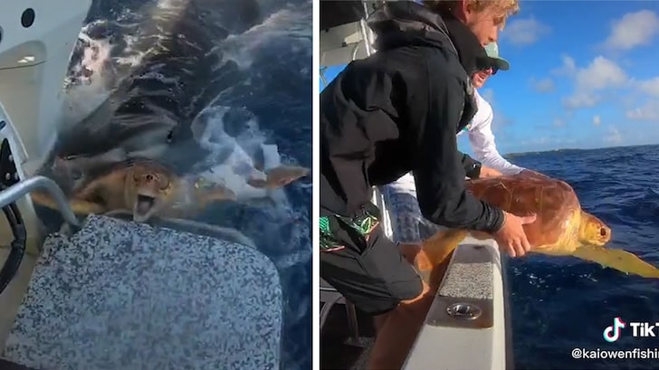 Wild Video of Two Men Saving Turtle From a Tiger Shark Attack