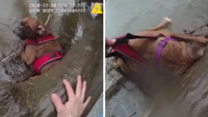 Body Cam Shows Cops Rescuing Lost Dog from Frigid Creek
