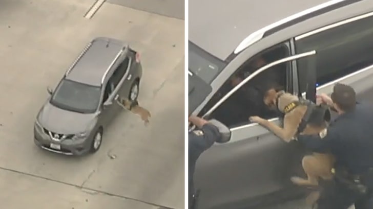 Police Dog Subdues Stolen Car Suspect on L.A. Freeway