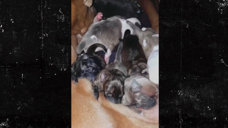 Jenelle Evans Taking Care of Litter of Puppies, Says Cops Have Been Called