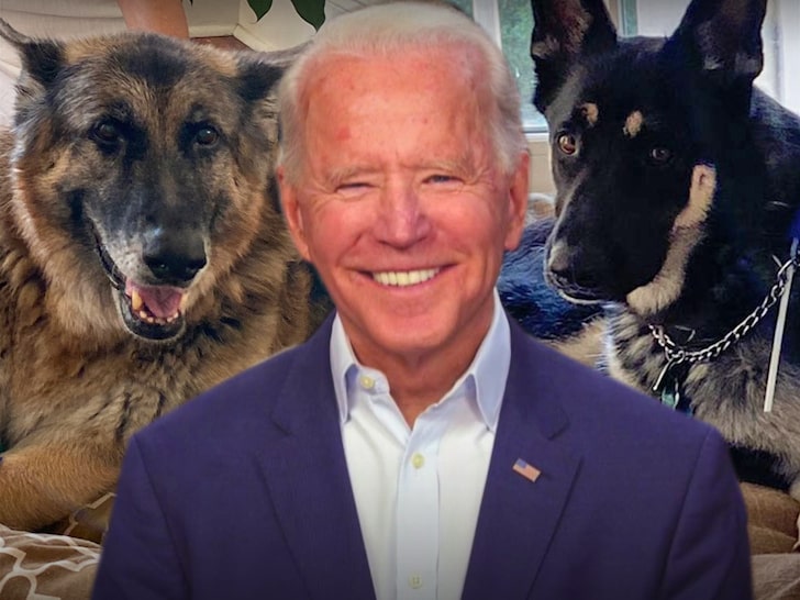 President Biden's Dogs Arrive at The White House