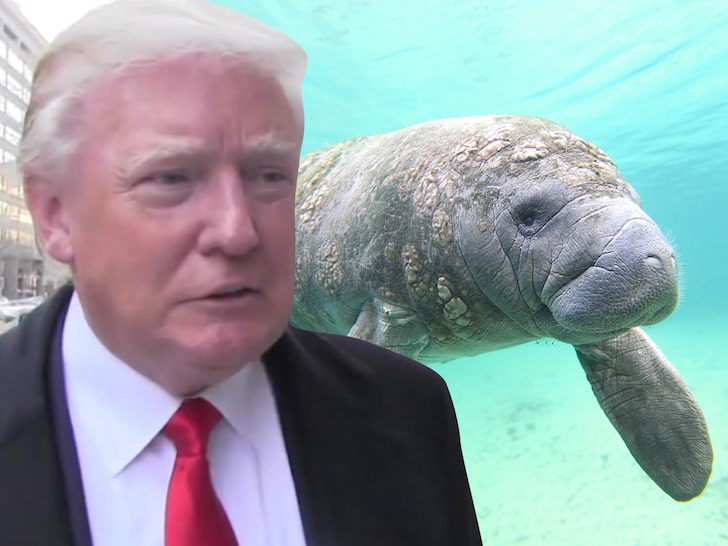 Feds Investigating Manatee with 'TRUMP' Scraped Onto Its Back
