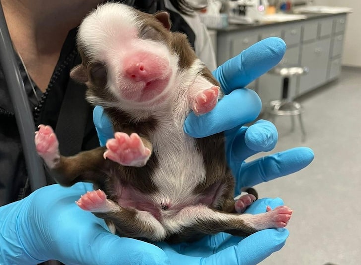 Puppy Born with 6 Legs in Oklahoma Doing Surprisingly Well