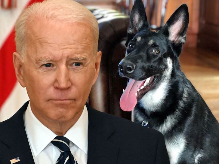 President Biden's Dog Major Has Another Biting Incident