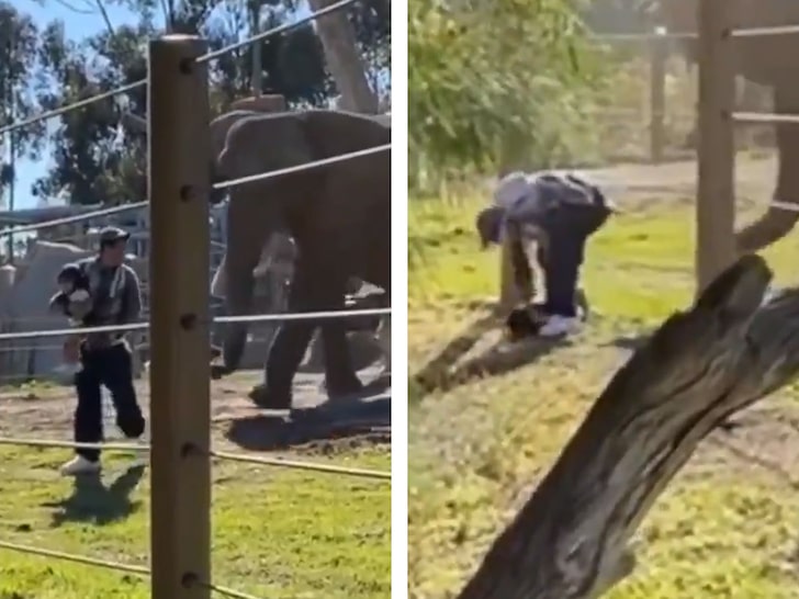 Video Shows Man Enter Elephant Cage with 2-Year-Old & Drops Her