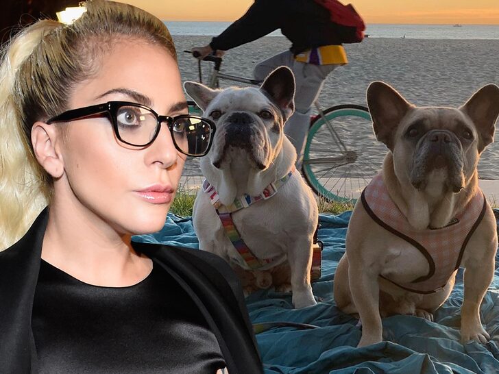 Lady Gaga Dognapping May Have Been Gang Initiation, Reward Not Yet Paid