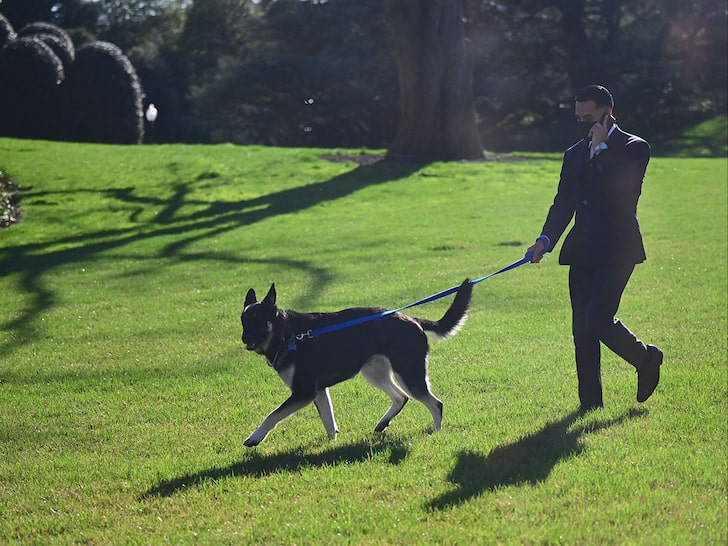 President Biden's Dog Major Walking White House Lawn Again After Return