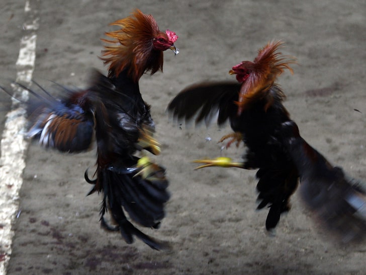 Rooster Kills Man During Illegal Cockfight in India, Slashed Owner In Groin