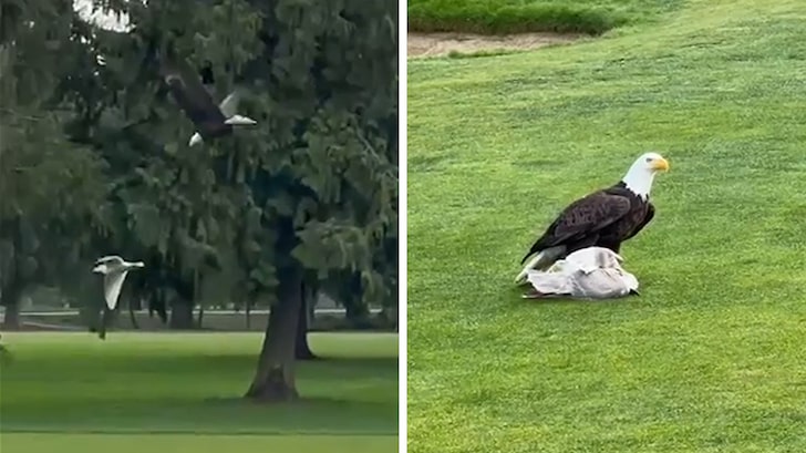Bald Eagle Hunts Down And Eats Seagull On Golf Course, Insane Video!