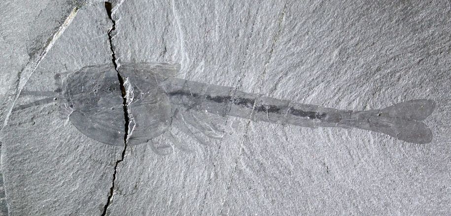 Fossil from the Burgess Shale of the shrimp like creature Waptia.